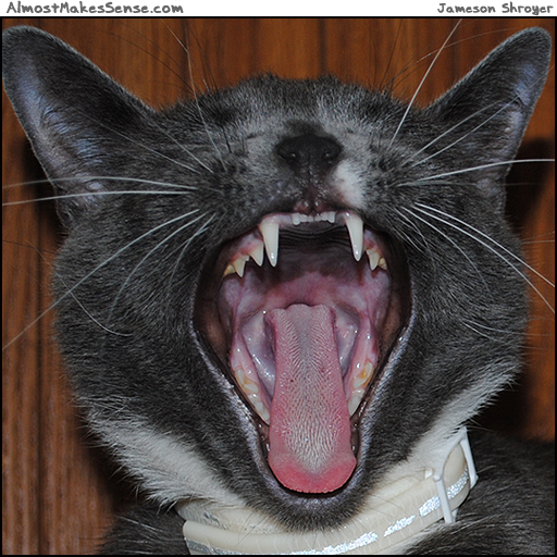 cat-yawn