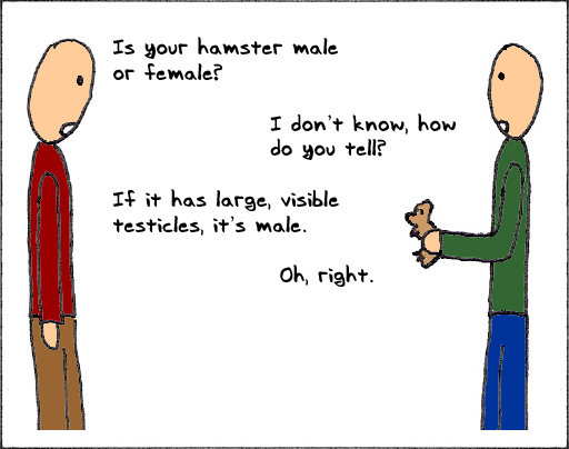 Hamster Gender